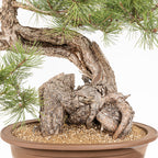 Bonsái - Pino negro (Pinus uncinata) - PU10101