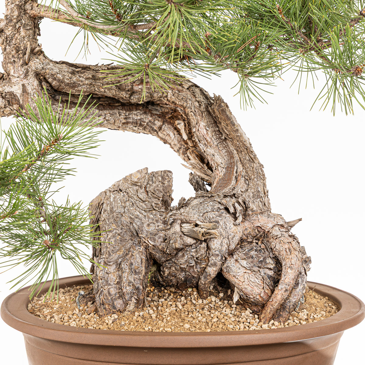 Bonsái - Pino negro (Pinus uncinata) - PU10101