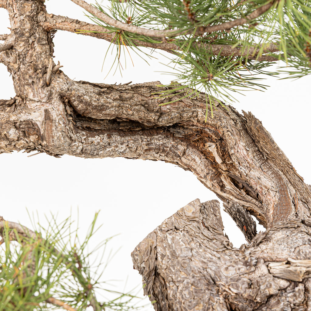 Bonsái - Pino negro (Pinus uncinata) - PU10101