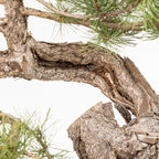 Bonsái - Pino negro (Pinus uncinata) - PU10101