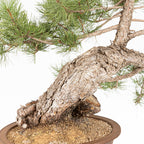 Bonsái - Pino negro (Pinus uncinata) - PU10101