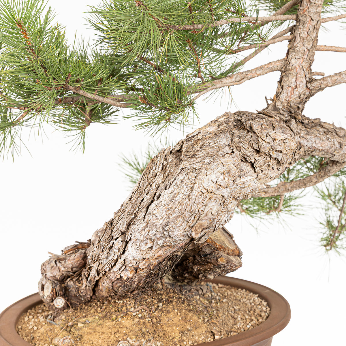 Bonsái - Pino negro (Pinus uncinata) - PU10101