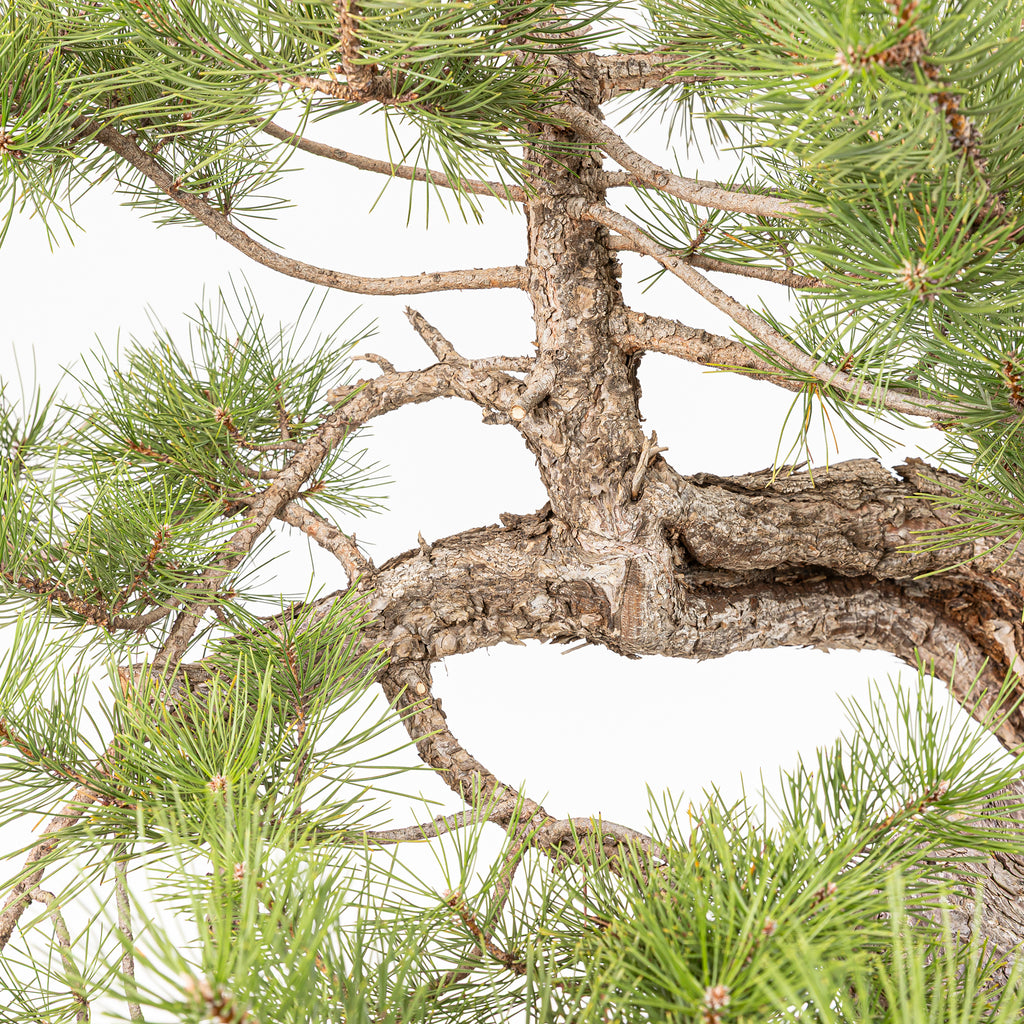 Bonsái - Pino negro (Pinus uncinata) - PU10101