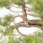Bonsái - Pino negro (Pinus uncinata) - PU10101