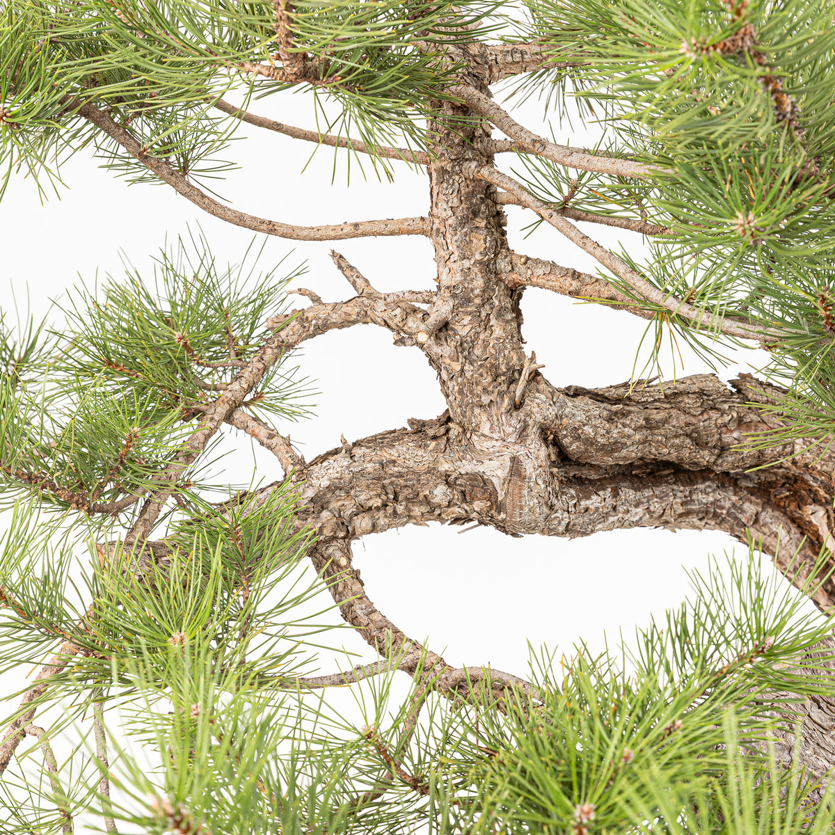 Bonsái - Pino negro (Pinus uncinata) - PU10101