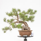 Bonsái - Pino negro (Pinus uncinata) - PU10101