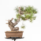 Bonsái - Pino negro (Pinus uncinata) - PU10102