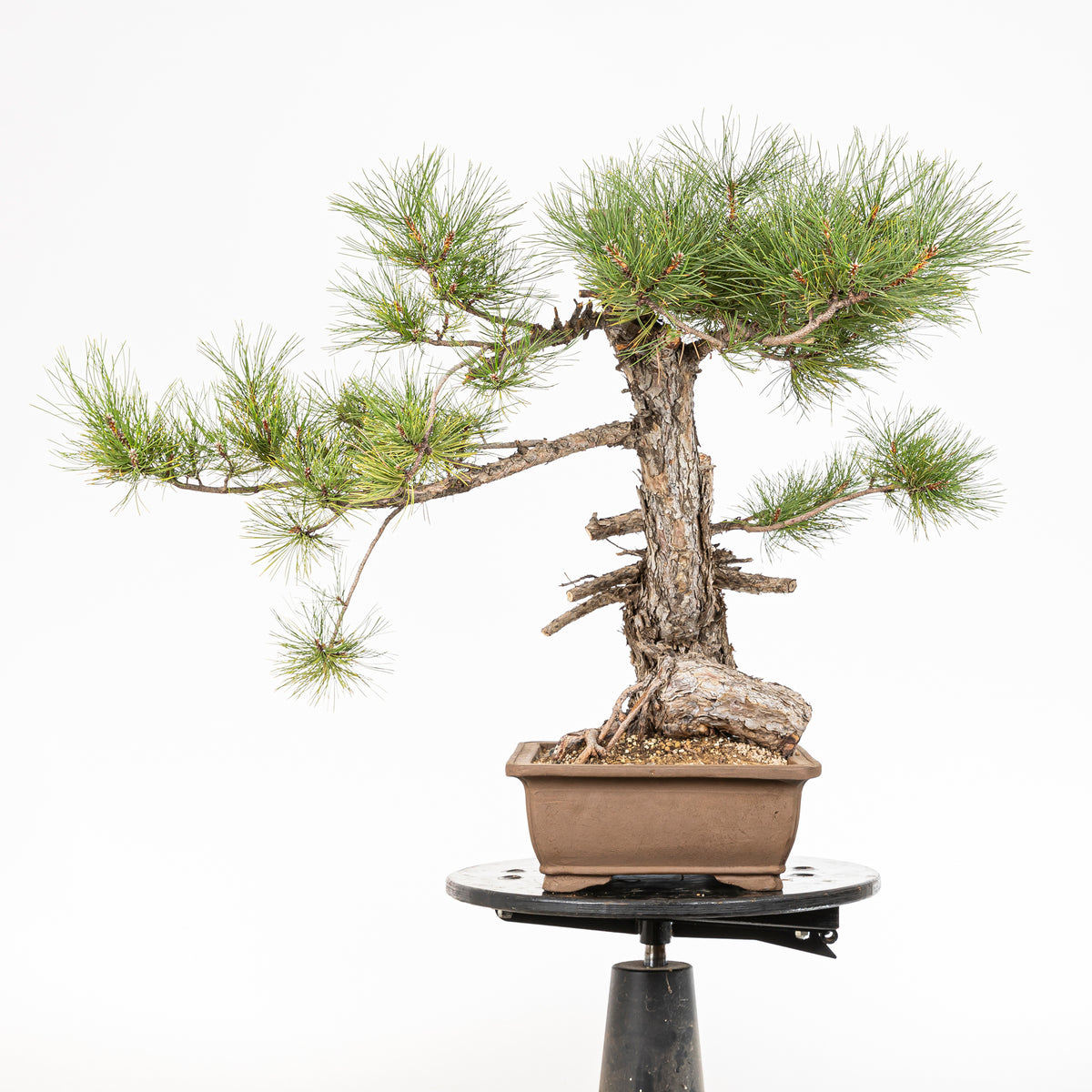Bonsái - Pino negro (Pinus uncinata) - PU10102