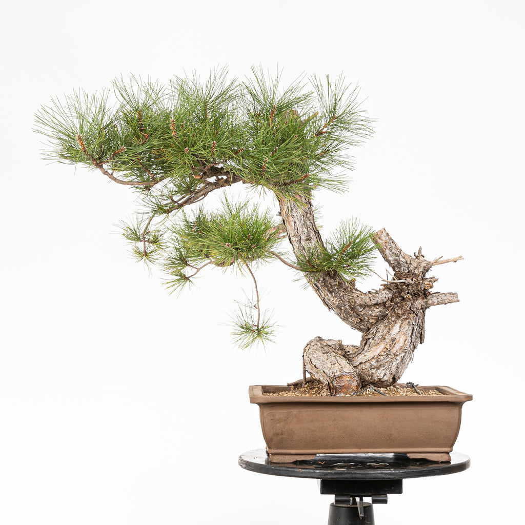 Bonsái - Pino negro (Pinus uncinata) - PU10102