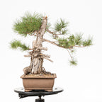 Bonsái - Pino negro (Pinus uncinata) - PU10102