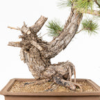 Bonsái - Pino negro (Pinus uncinata) - PU10102