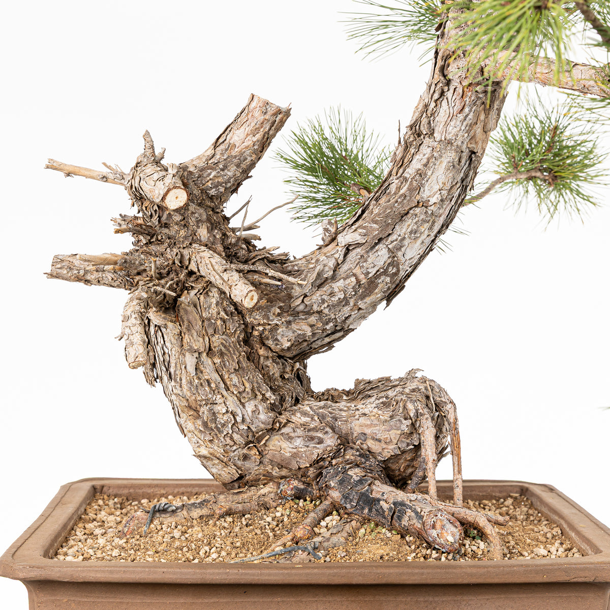 Bonsái - Pino negro (Pinus uncinata) - PU10102
