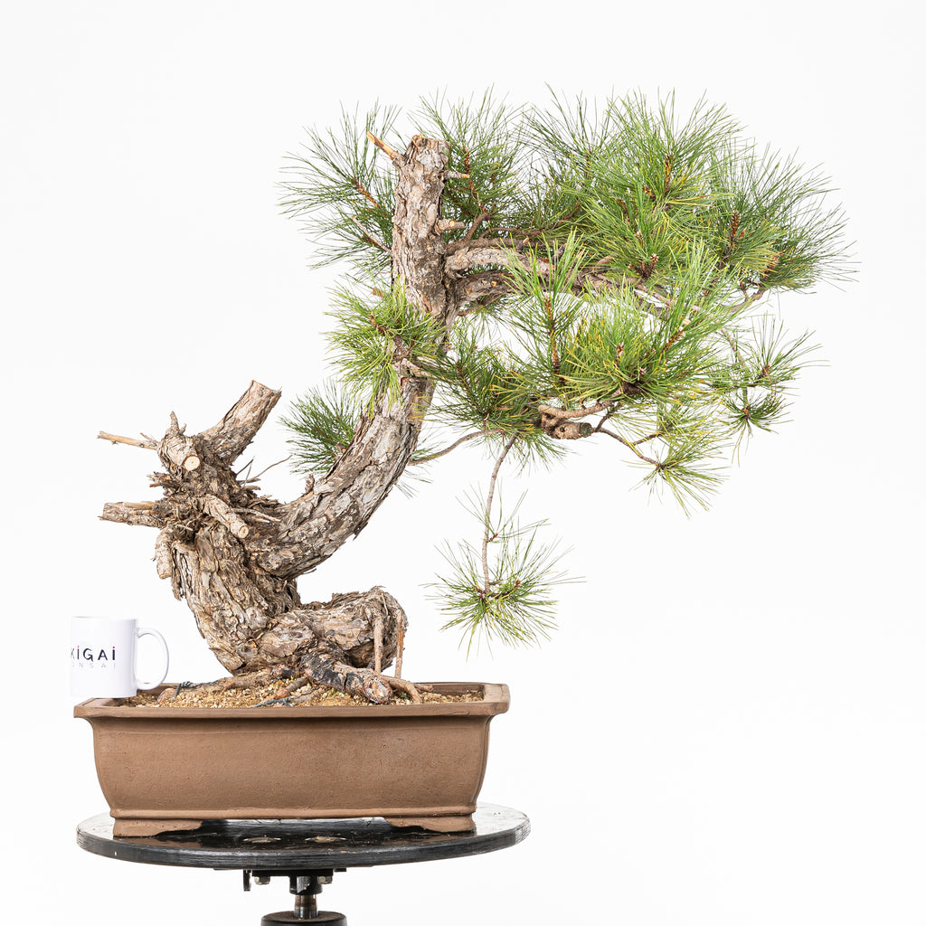 Bonsái - Pino negro (Pinus uncinata) - PU10102