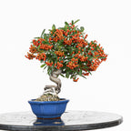 Bonsái "Frutitos" - Piracanta (Pyracantha japonica)