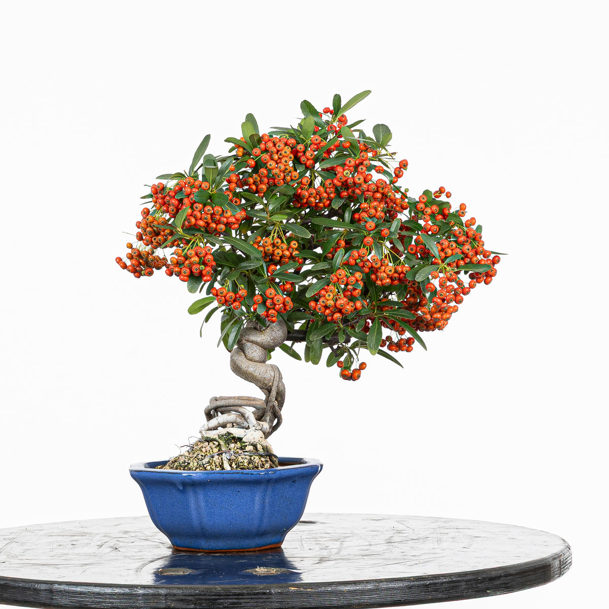 Bonsái "Frutitos" - Piracanta (Pyracantha japonica)