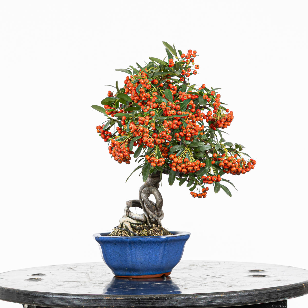 Bonsái "Frutitos" - Piracanta (Pyracantha japonica)