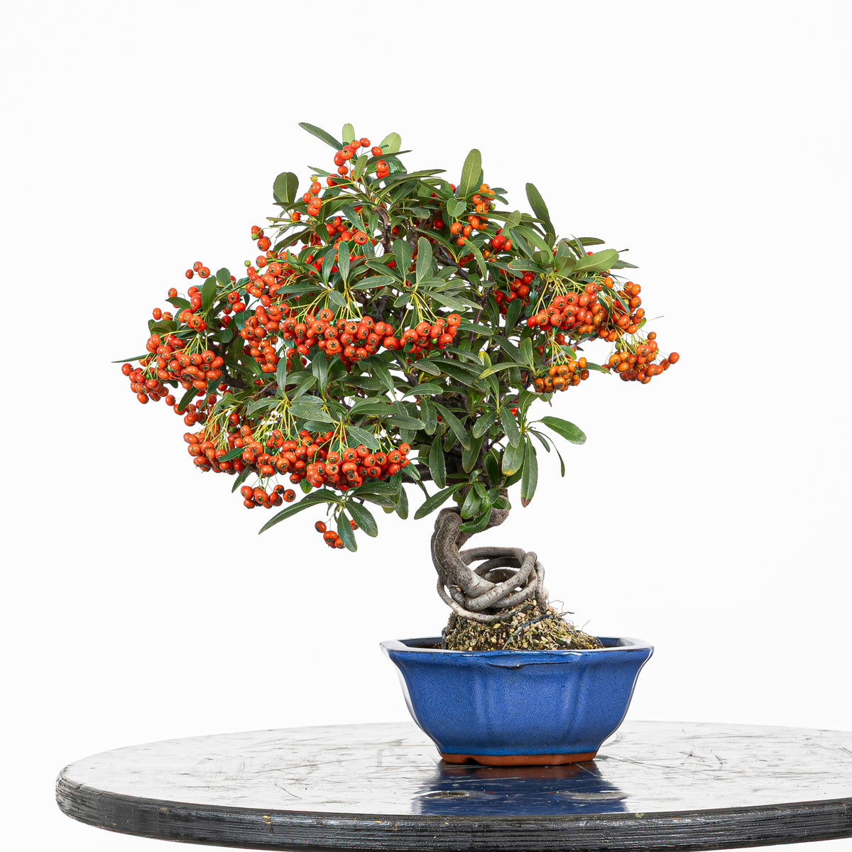 Bonsái "Frutitos" - Piracanta (Pyracantha japonica)