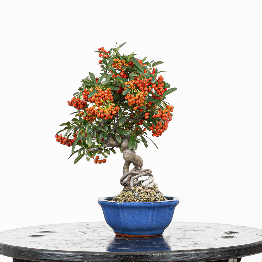 Bonsái "Frutitos" - Piracanta (Pyracantha japonica)