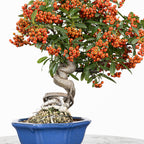Bonsái "Frutitos" - Piracanta (Pyracantha japonica)