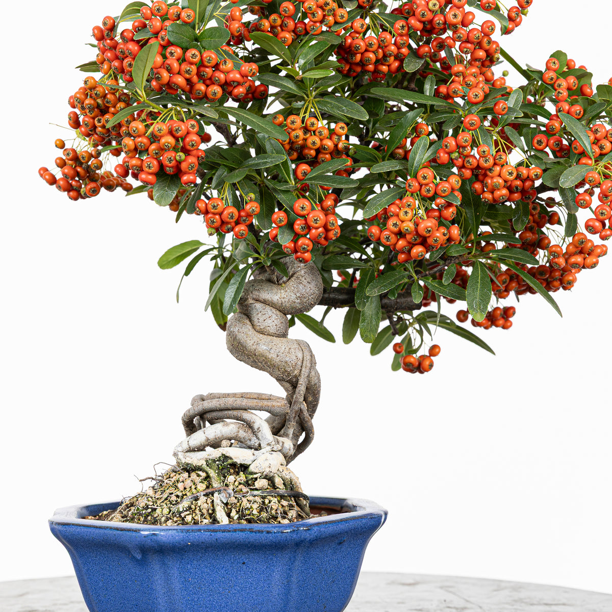 Bonsái "Frutitos" - Piracanta (Pyracantha japonica)