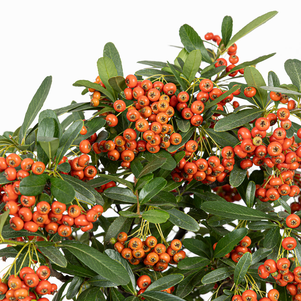 Bonsái "Frutitos" - Piracanta (Pyracantha japonica)