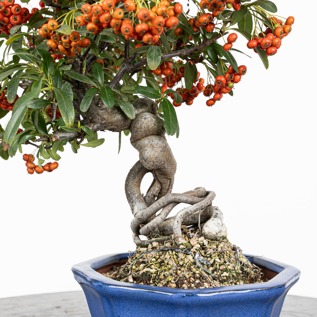 Bonsái "Frutitos" - Piracanta (Pyracantha japonica)