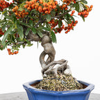 Bonsái "Frutitos" - Piracanta (Pyracantha japonica)