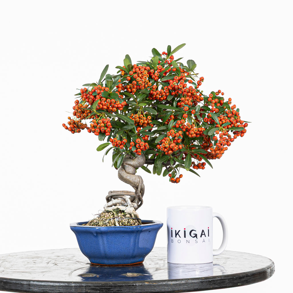 Bonsái "Frutitos" - Piracanta (Pyracantha japonica)