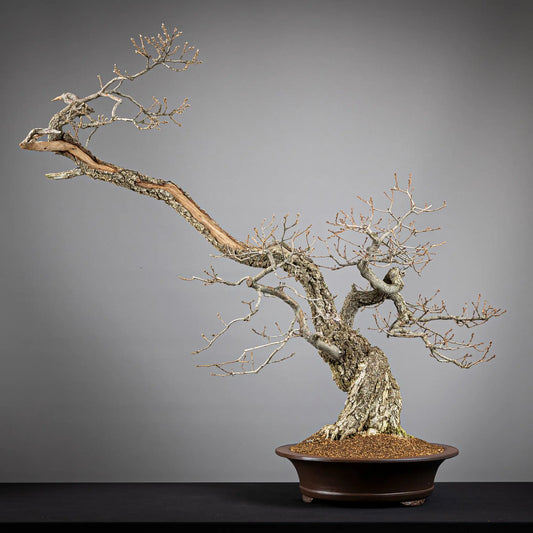 Frente de bonsai yamadori de roble tamaño dai y estilo bunjin-gi
