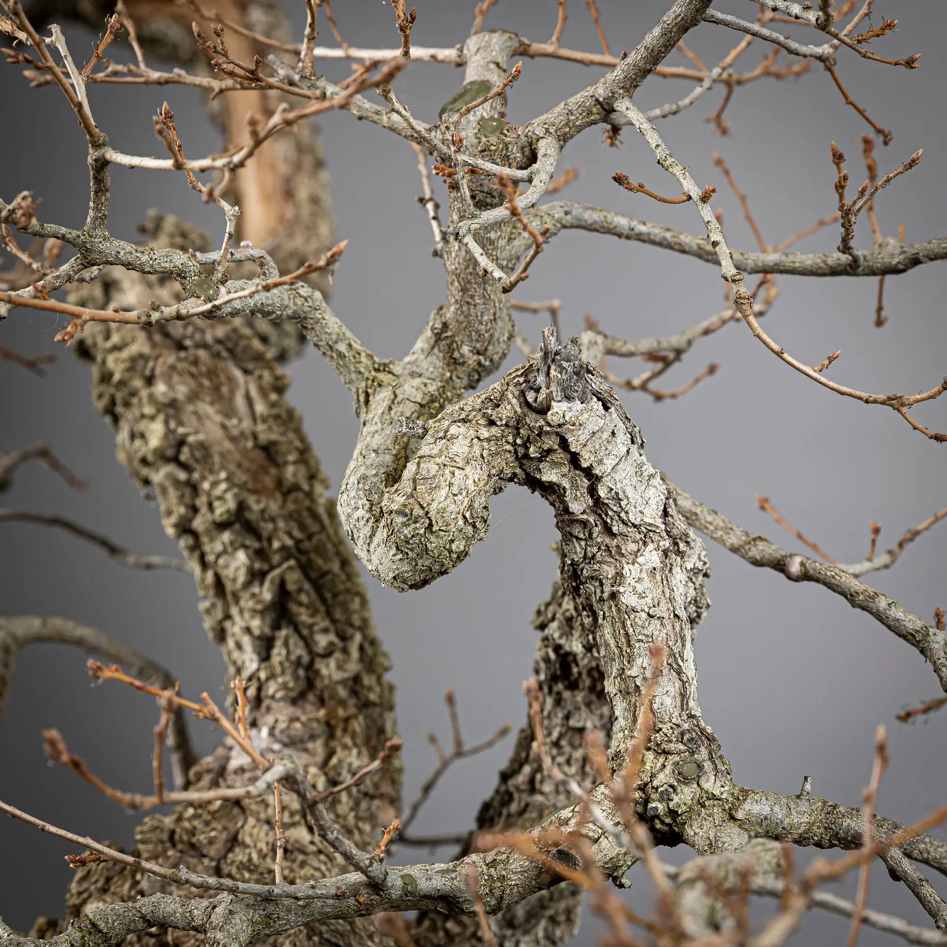 Detalle de curva en apice de bonsai yamadori de roble