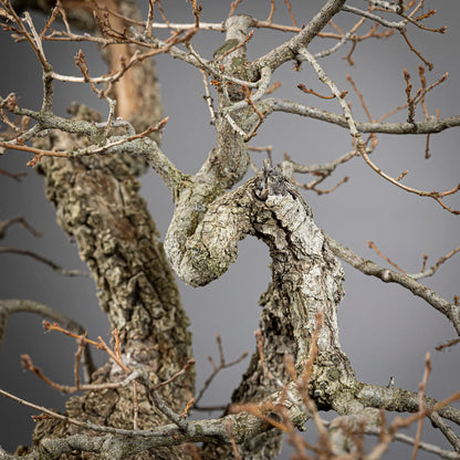 Detalle de curva en apice de bonsai yamadori de roble