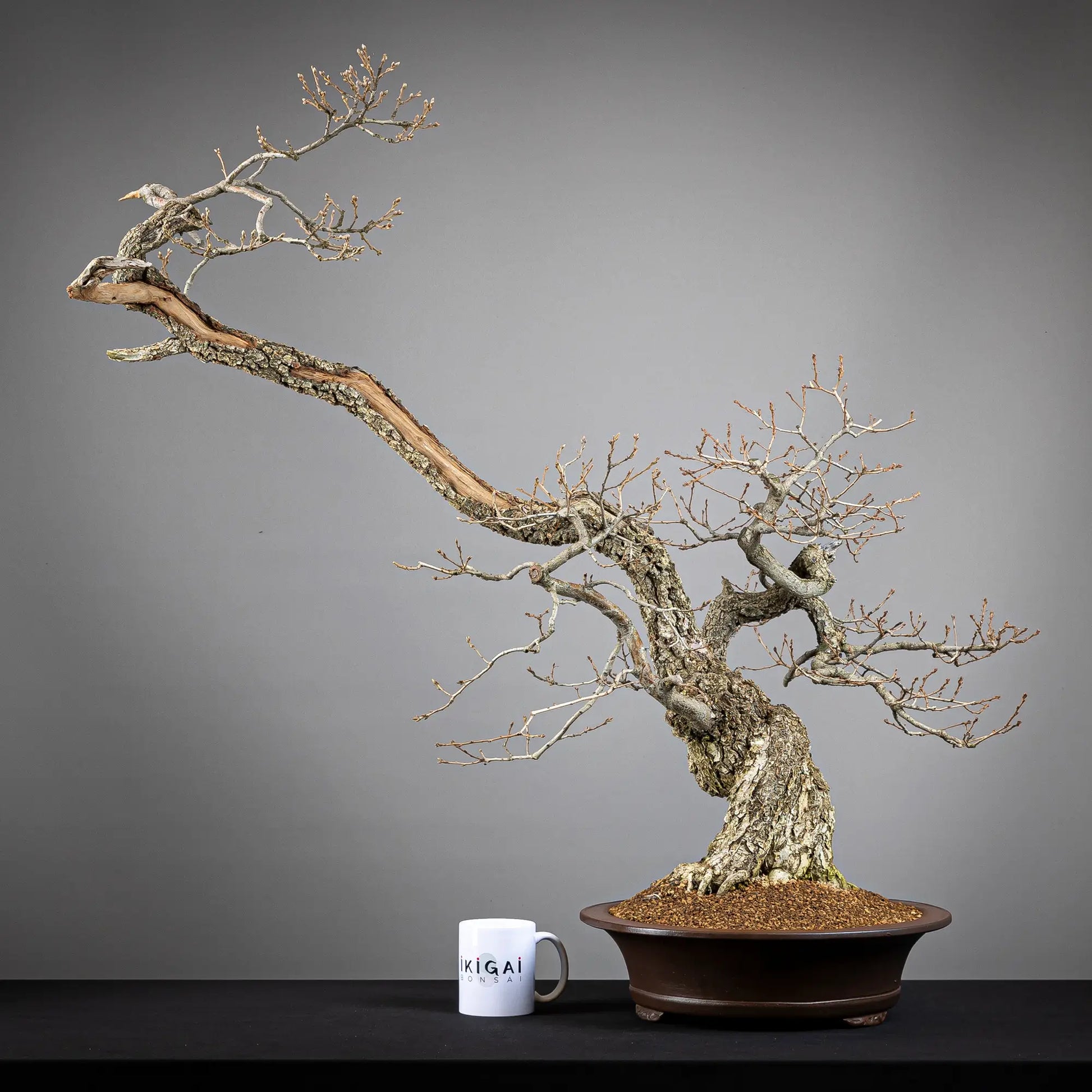 Comparativa de tamaño de bonsai yamadori de roble tamaño dai con una taza de café de la tienda ikigai bonsái.