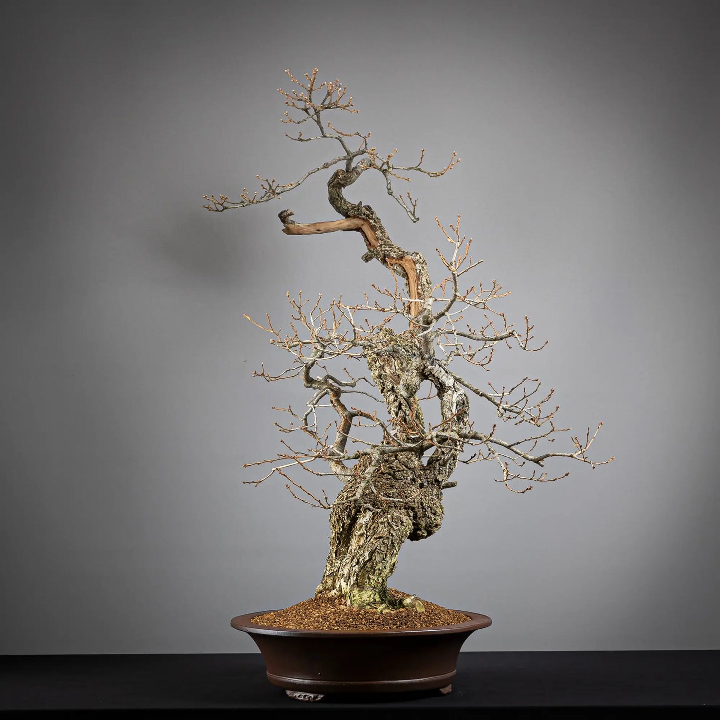 Cara derecha de bonsai yamadori de roble