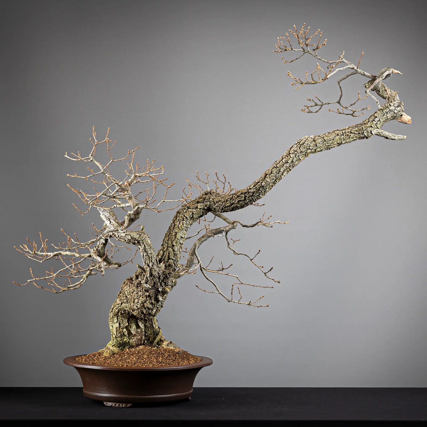 Cara trasera de bonsai yamadori de roble