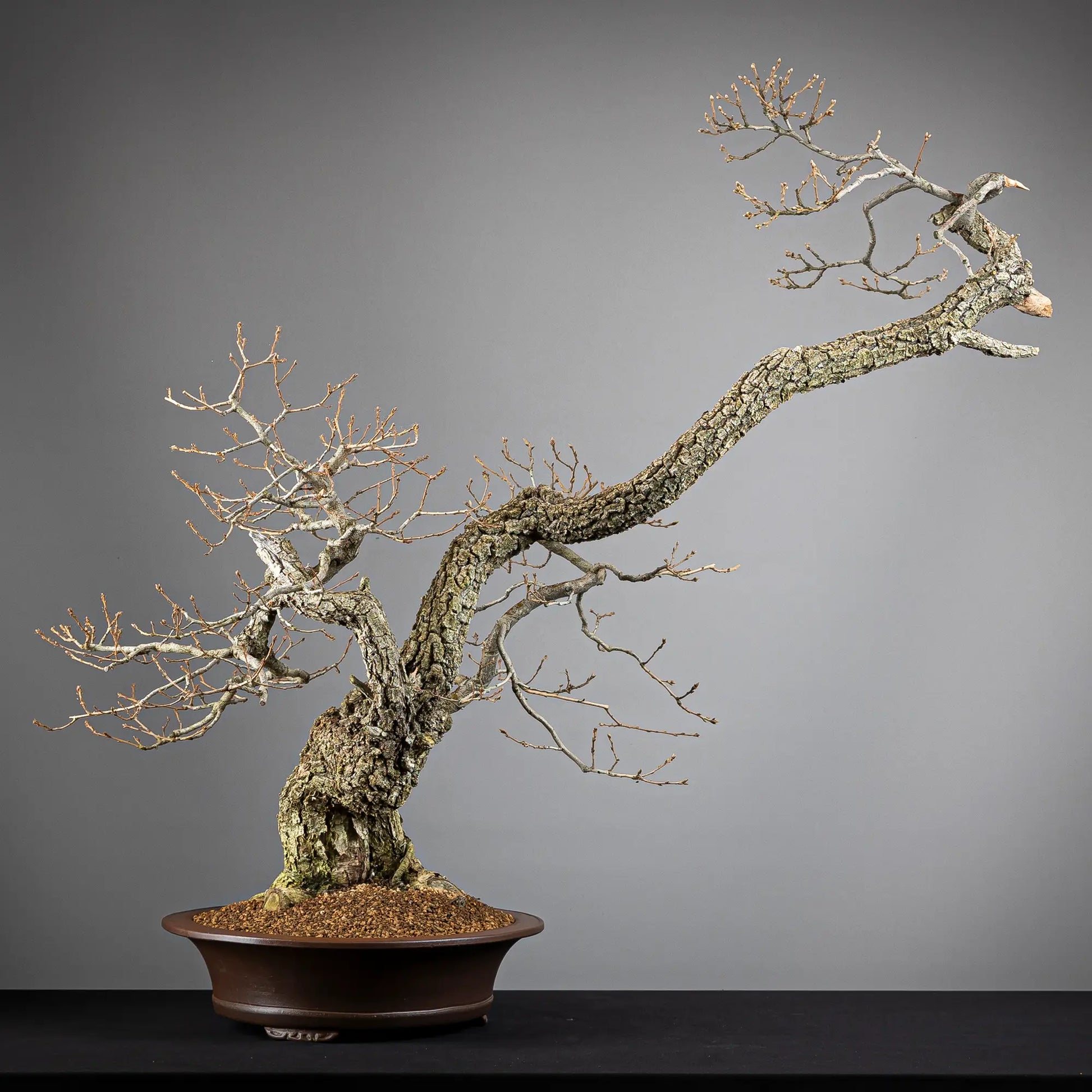 Cara trasera de bonsai yamadori de roble