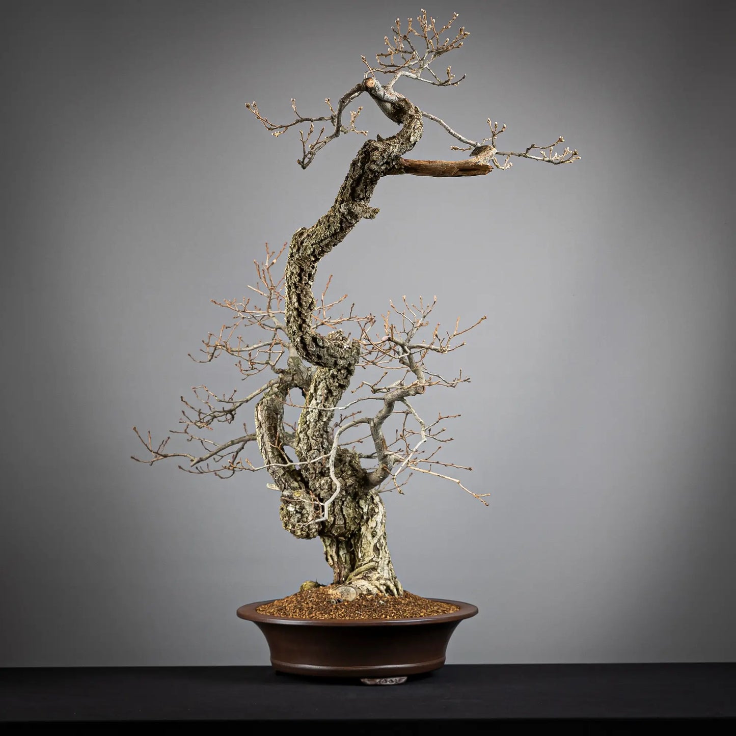 Cara izquierda de bonsai yamadori de roble