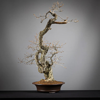 Cara izquierda de bonsai yamadori de roble