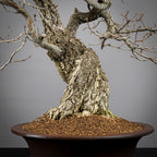 Detalle de nebari de bonsai yamadori de roble