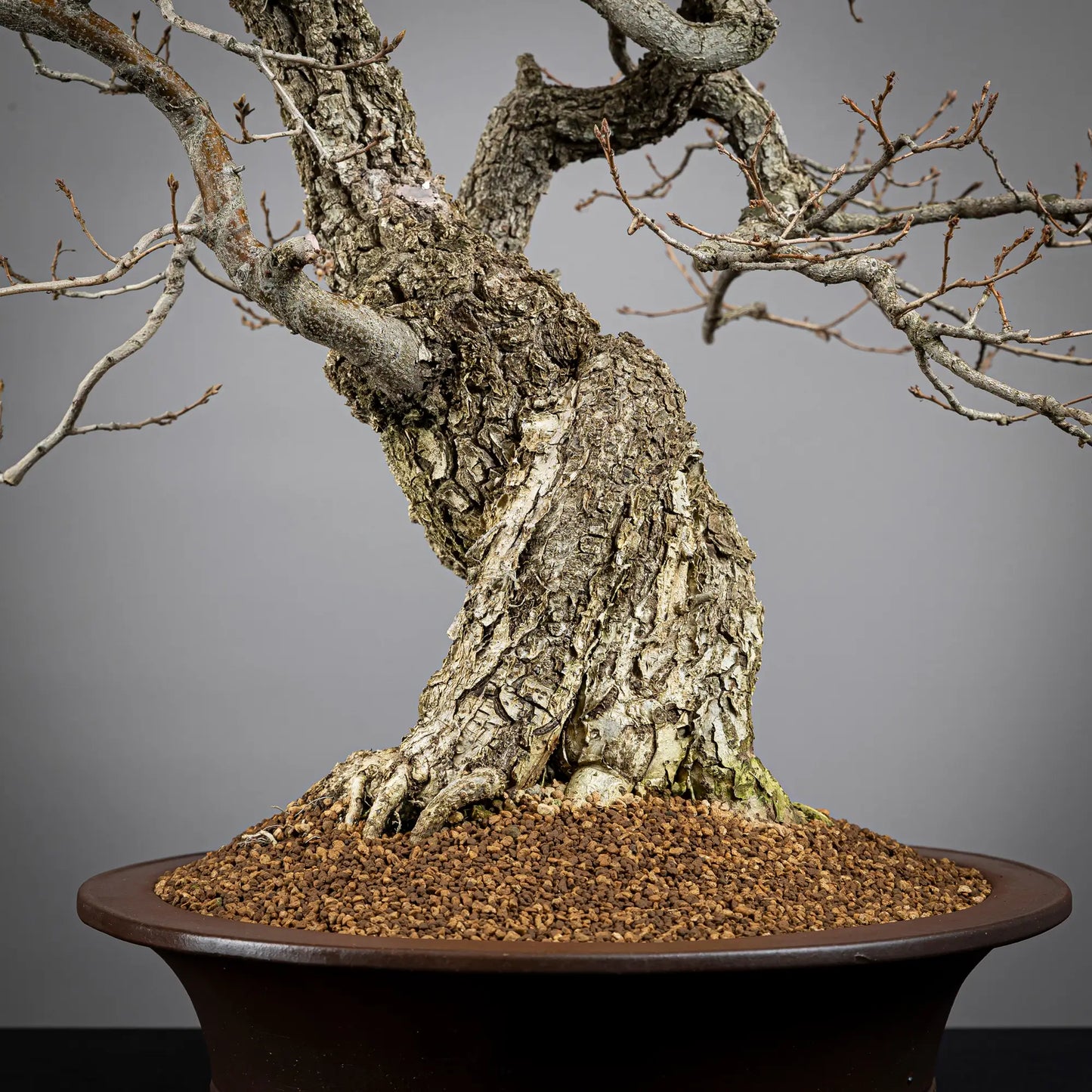 Detalle de nebari de bonsai yamadori de roble
