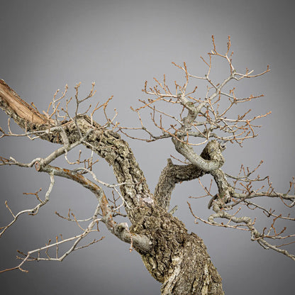 Detalle de romas y tronco de bonsai yamadori de roble