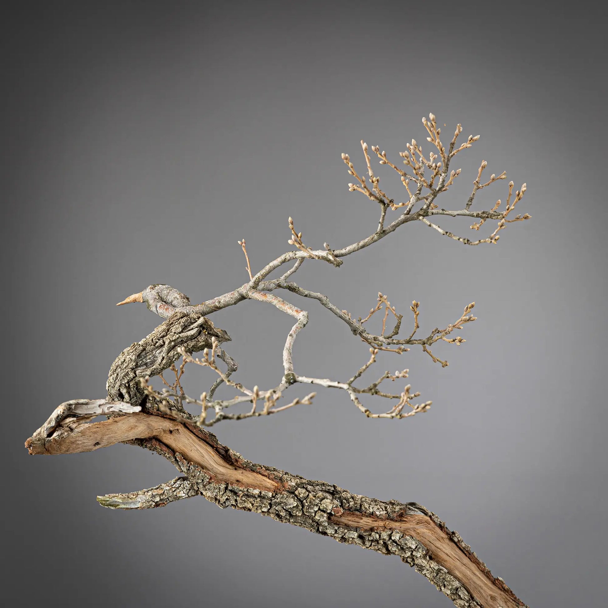 Detalle de apice de bonsai yamadori de roble