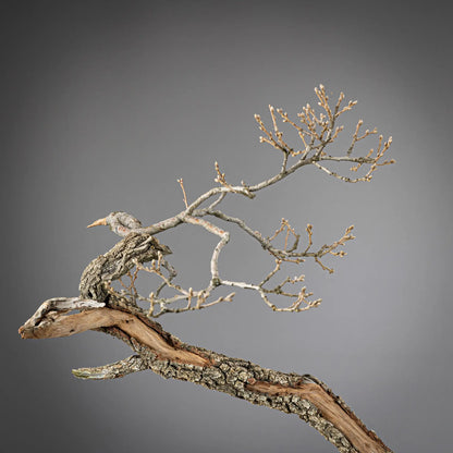 Detalle de apice de bonsai yamadori de roble