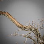 Detalle de shari en tronco de bonsai yamadori de roble
