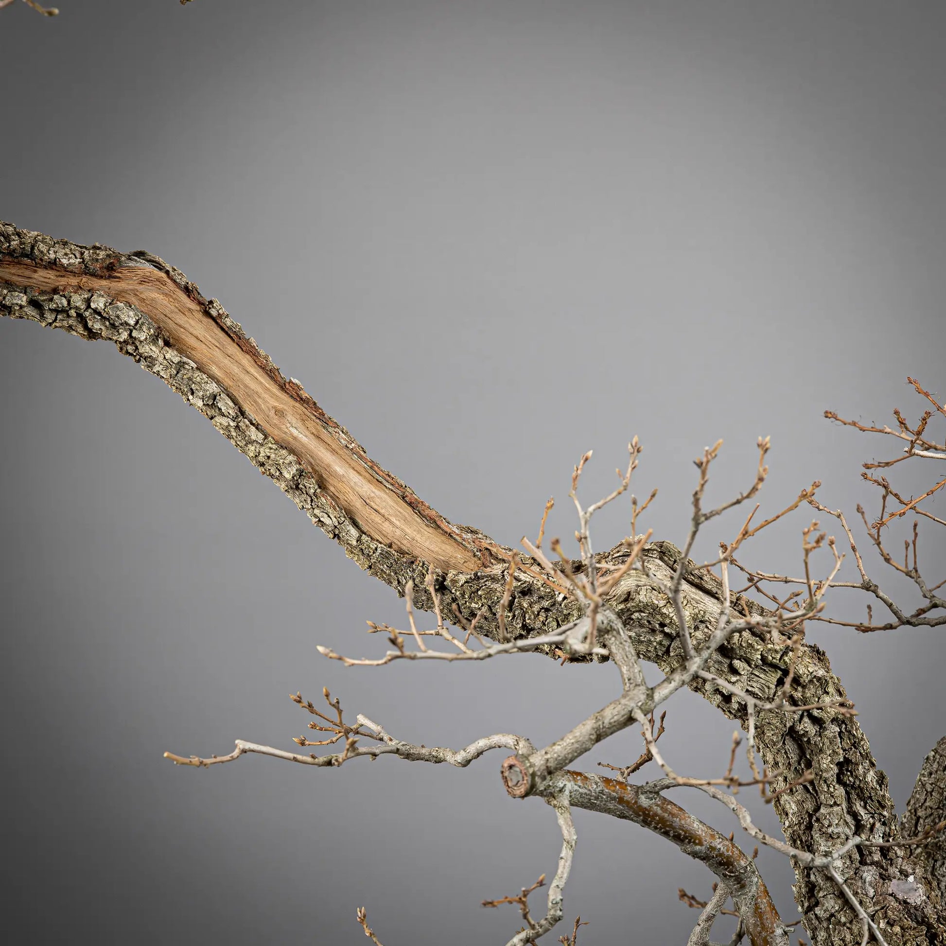 Detalle de shari en tronco de bonsai yamadori de roble