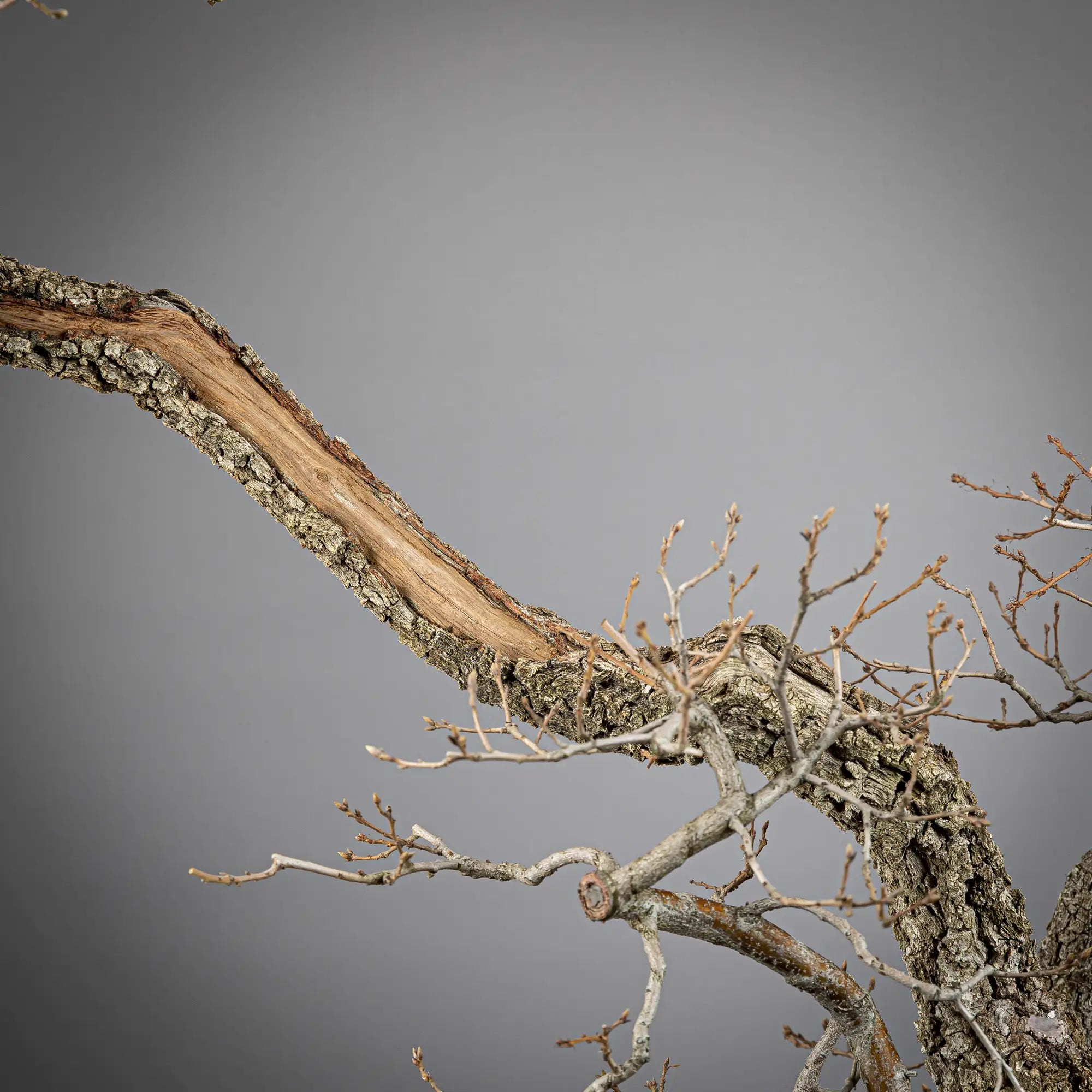 Detalle de shari en tronco de bonsai yamadori de roble