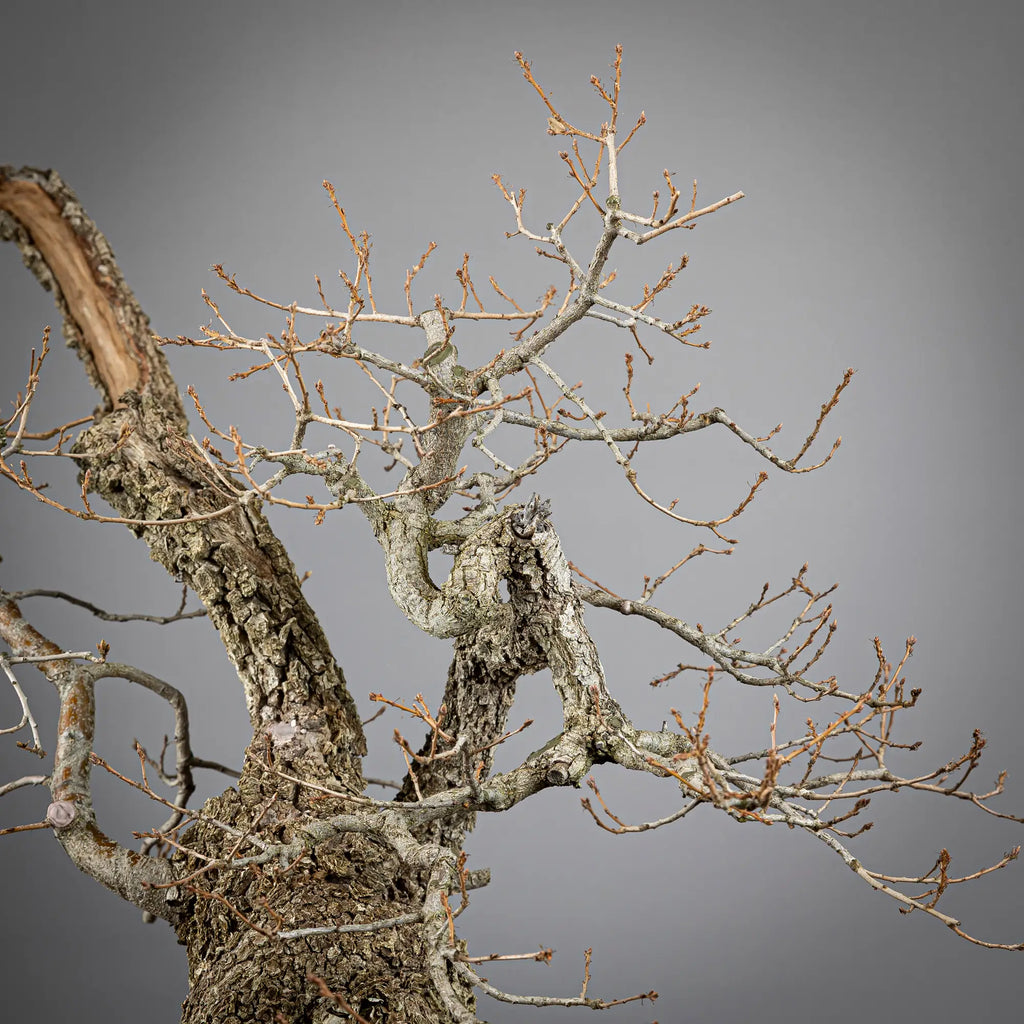 Detalle de ramas de bonsai yamadori de roble