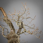 Detalle de ramas de bonsai yamadori de roble