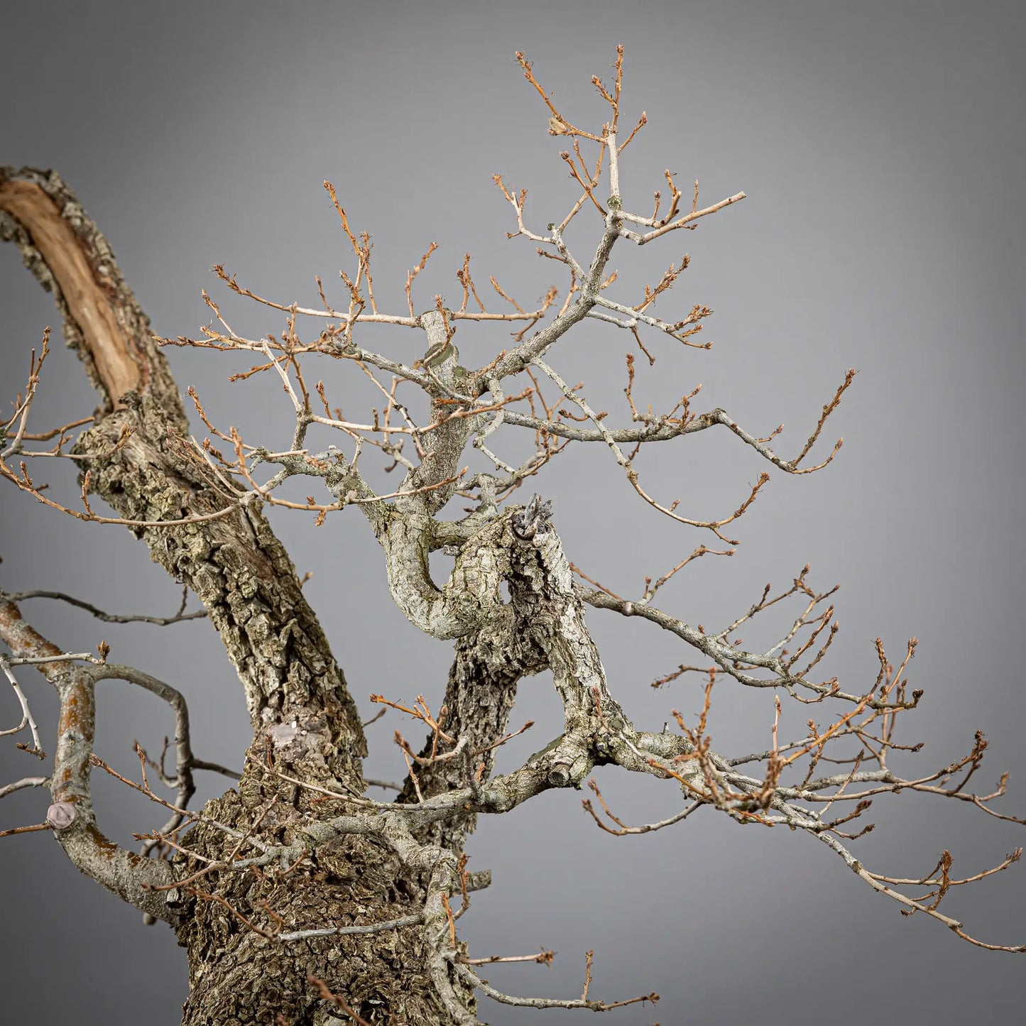 Detalle de ramas de bonsai yamadori de roble