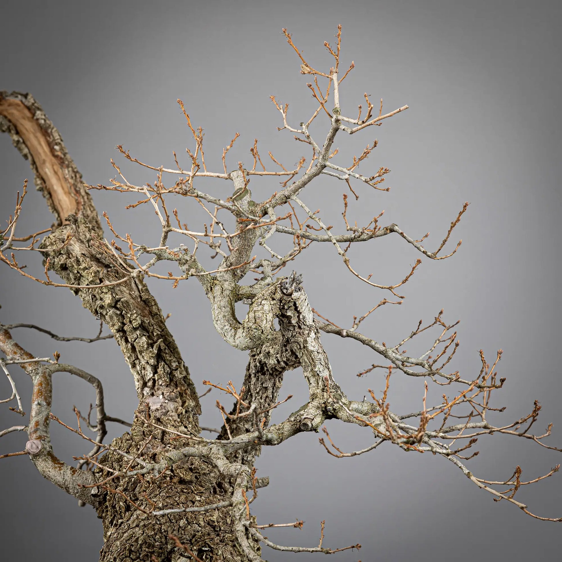 Detalle de ramas de bonsai yamadori de roble