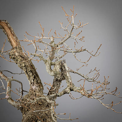 Detalle de ramas de bonsai yamadori de roble
